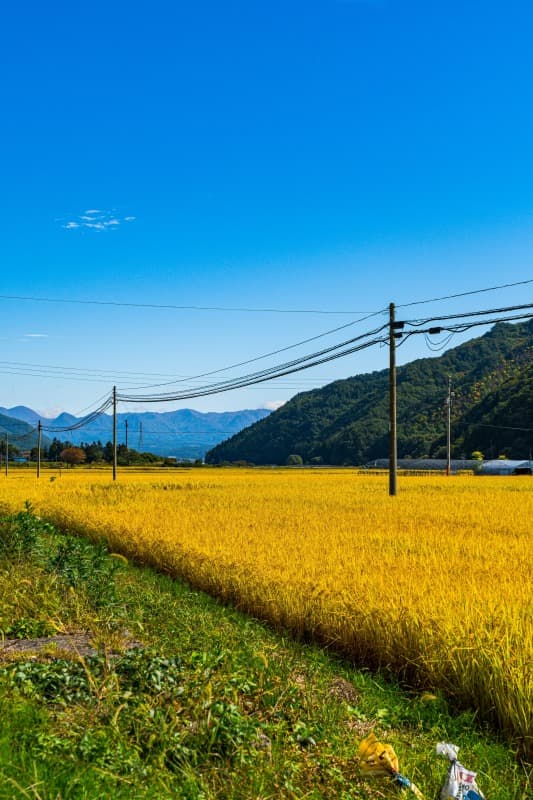 収穫前田んぼ風景