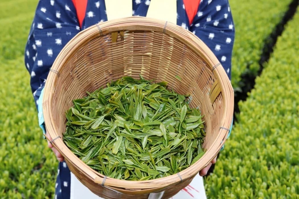 収穫後お茶っ葉